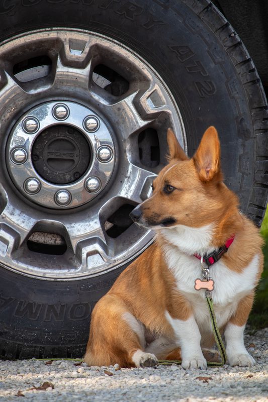 Shop dog by a truck wheel
